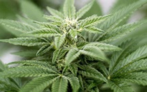 Etude. Le cannabis augmente le risque de mourir d'hypertension Etude. Le cannabis augmente le risque de mourir d'hypertension