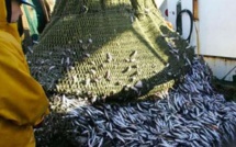 Espagne : Trois bateaux de pêche de Barbate entament leurs activités dans les eaux marocaines