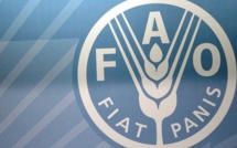 FAO : Quelque 11 millions de personnes touchées par l'insécurité alimentaire au Sahel
