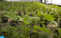 Usages licites du cannabis: le Maroc se dote d’un cadre légal au diapason des évolutions nationales et internationales Usages licites du cannabis: le Maroc se dote d’un cadre légal au diapason des évolutions nationales et internationales